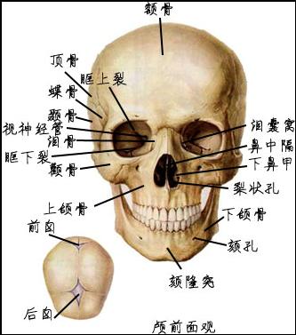 一张图主机玩家头骨